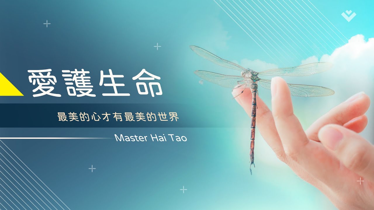 愛護生命 最美的心才會有最美的世界 ｜海濤法師開示
