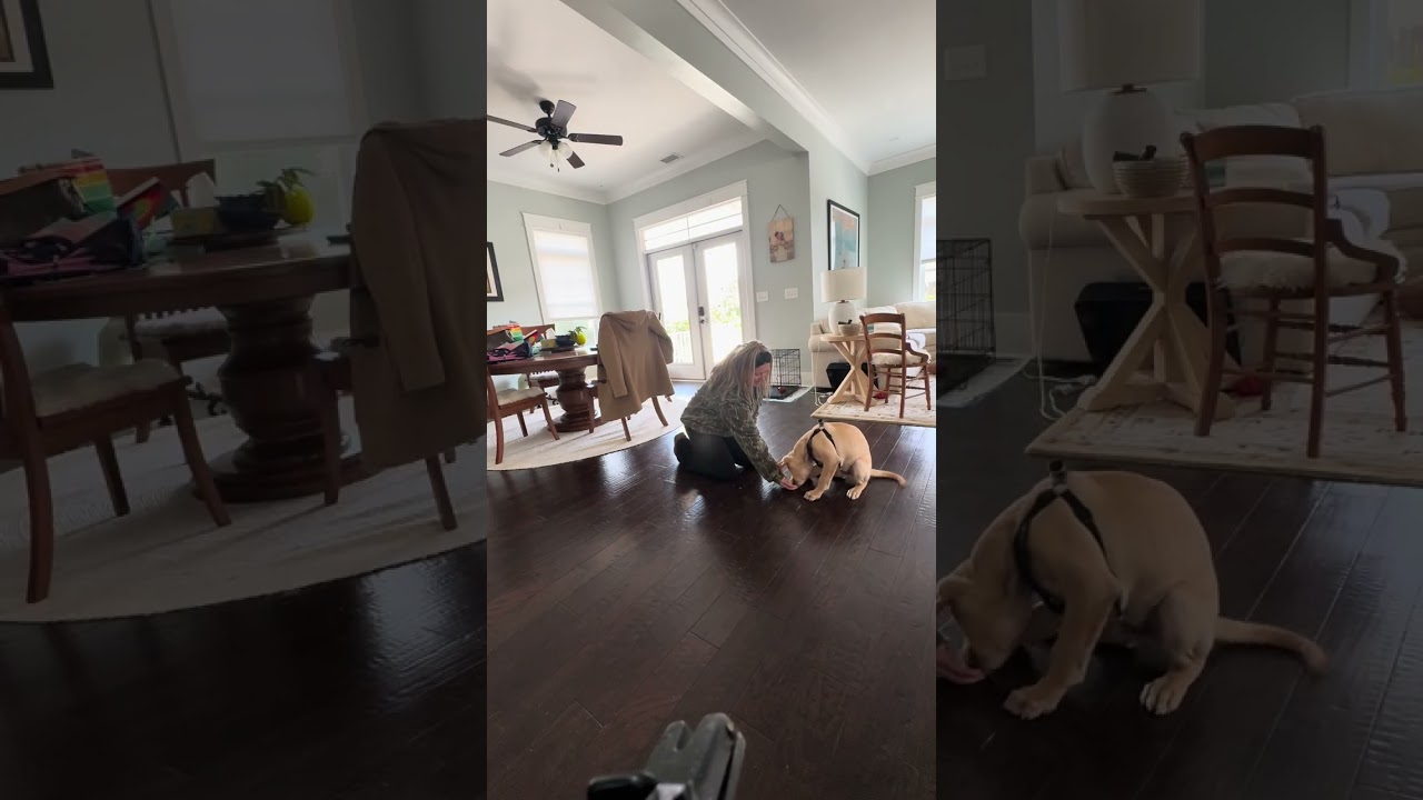How to teach your puppy to lay down and stop jumping (Dash day 1)