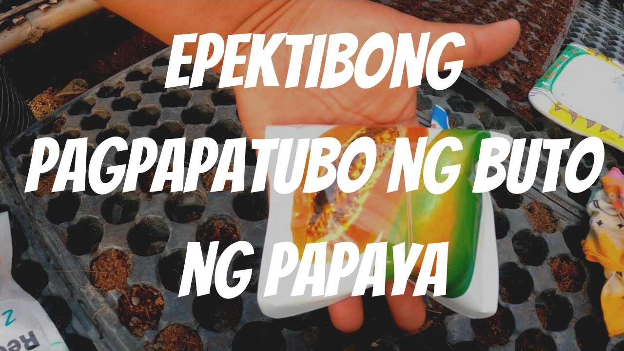 BAGONG TECHNIQUE PAANO MAGPUNLA O MAGPATUBO NG BUTO NG PAPAYA HASSLE FREE & EFFECTIVE WAY