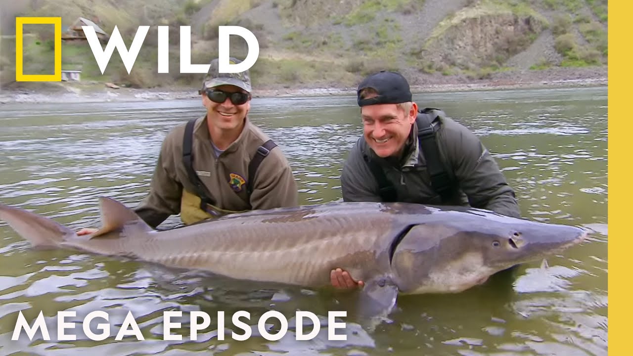 Dangerous Encounters: Face to Face with Death | MEGA EPISODE | Nat Geo Animals