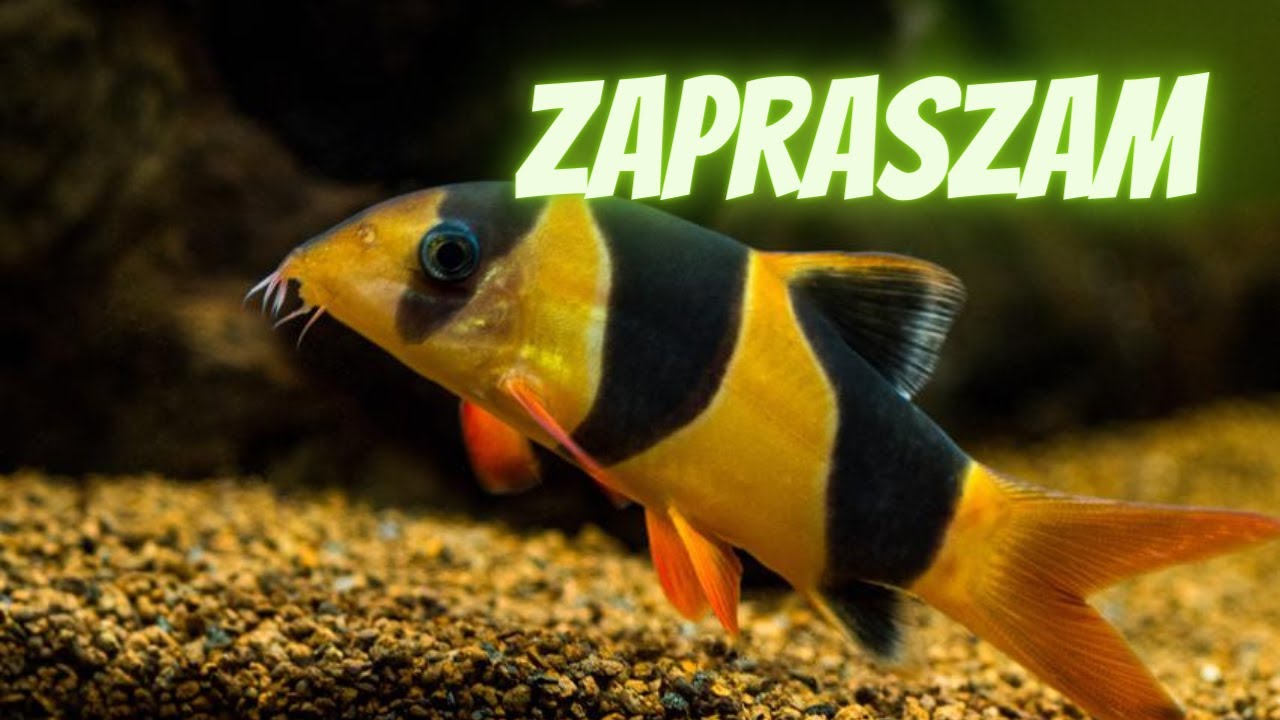 O Bocji Wspaniałej
