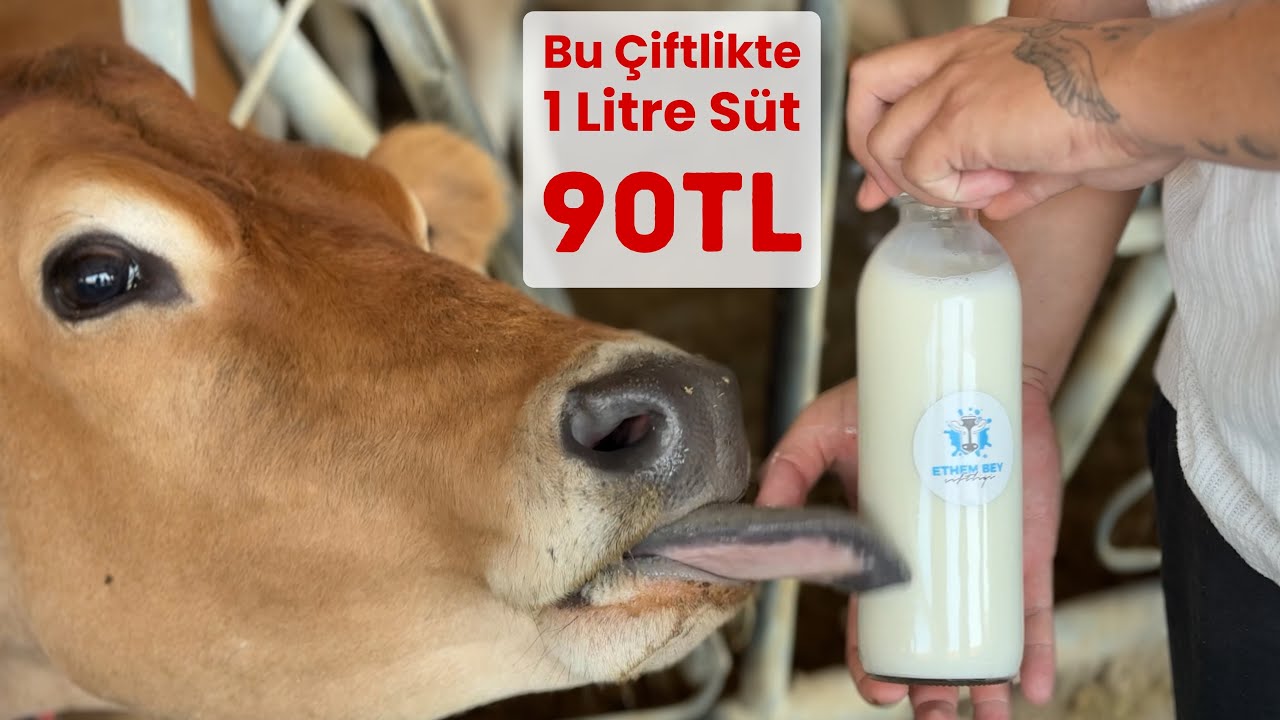 Jersey Süt Litresi 90 TL Ethembey Çiftliği'nin hikayesi