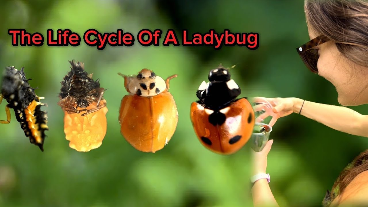 I Hatched a Ladybug! The Complete Life Cycle Unveiled