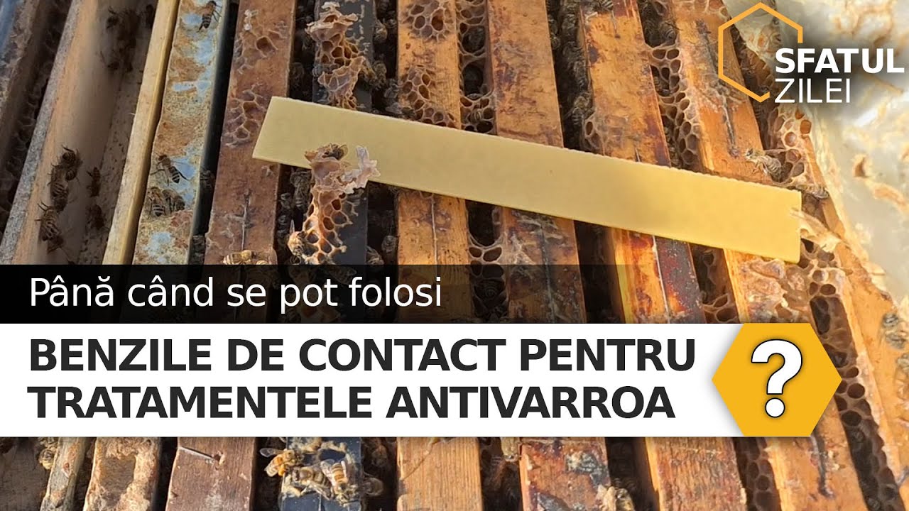 Pana cand se pot folosi benzile de contact pentru tratamentele antivarroa?