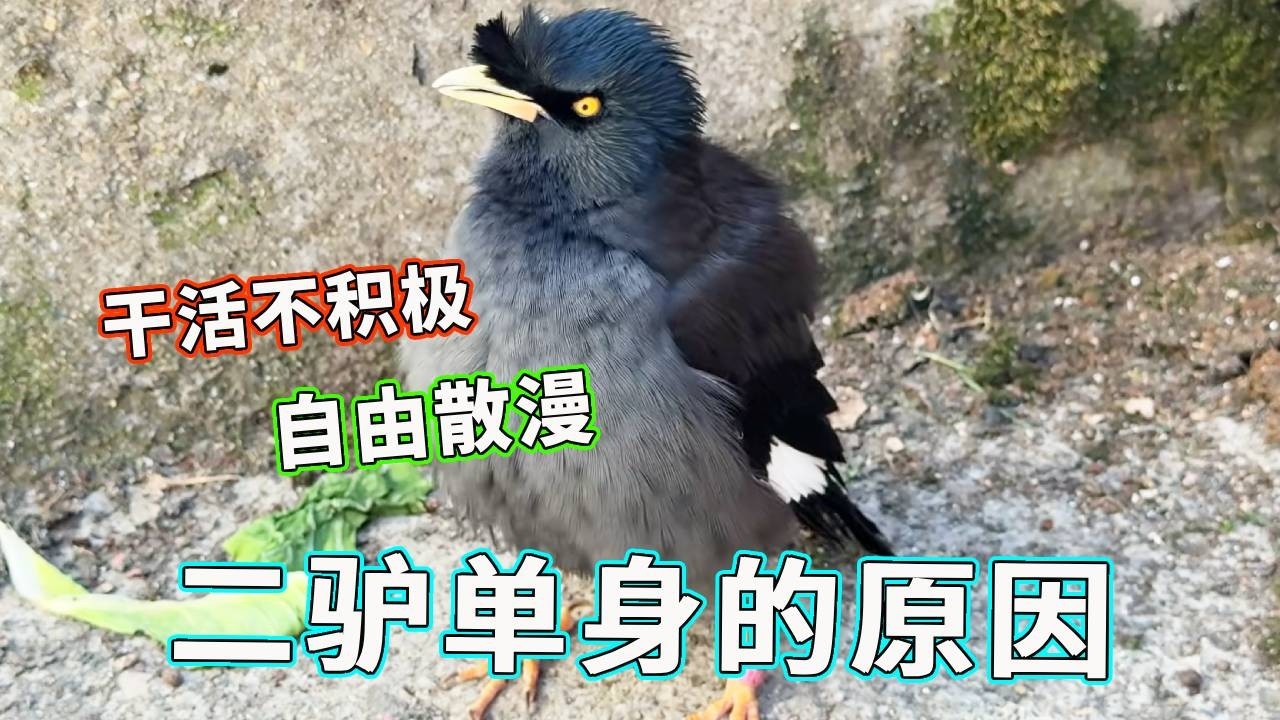 二驴单身真相曝光！自由散漫还懒于搭窝，原因太真实了！【天下一场梦】