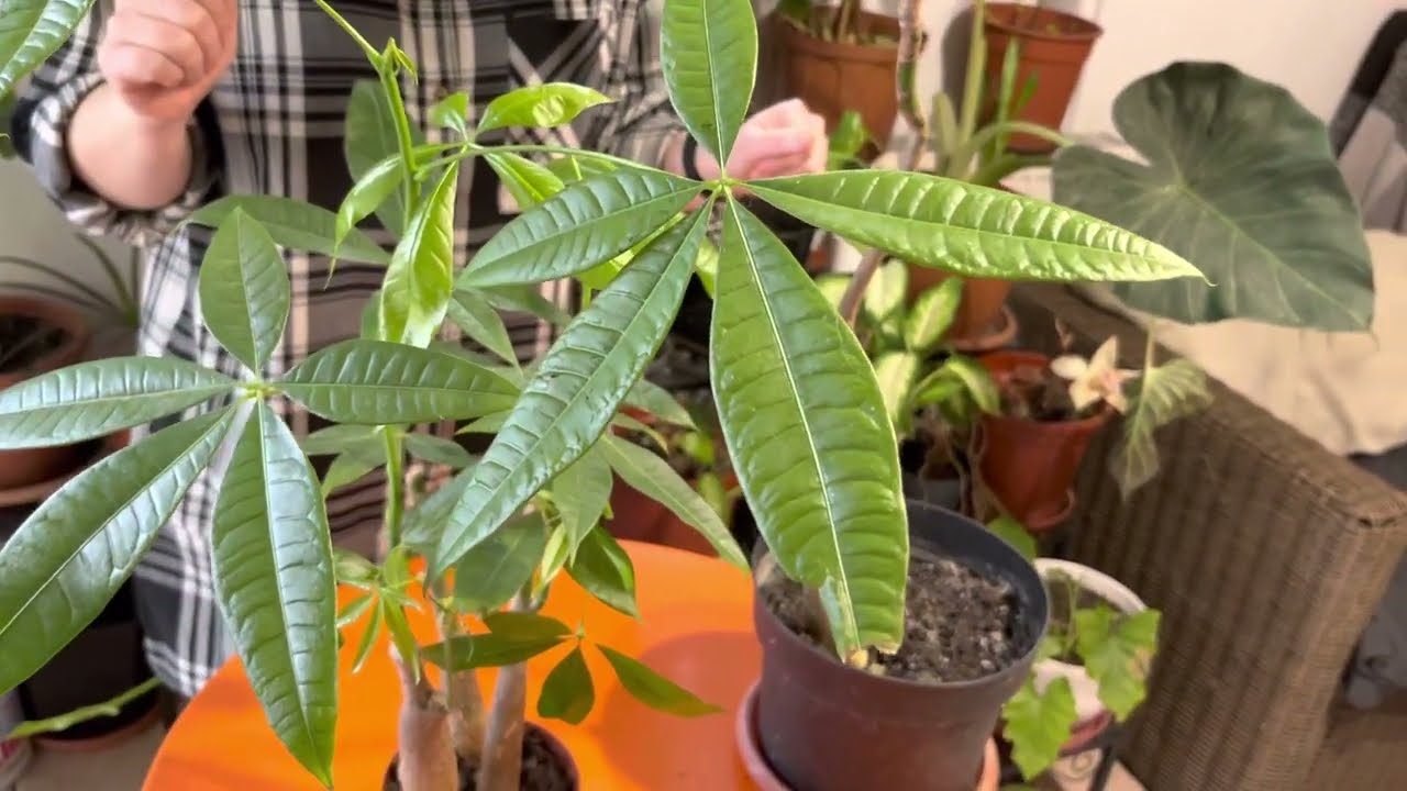 Pomul banilor sau Pachira aquatica - ingrijirea #ingrijireaflorilor