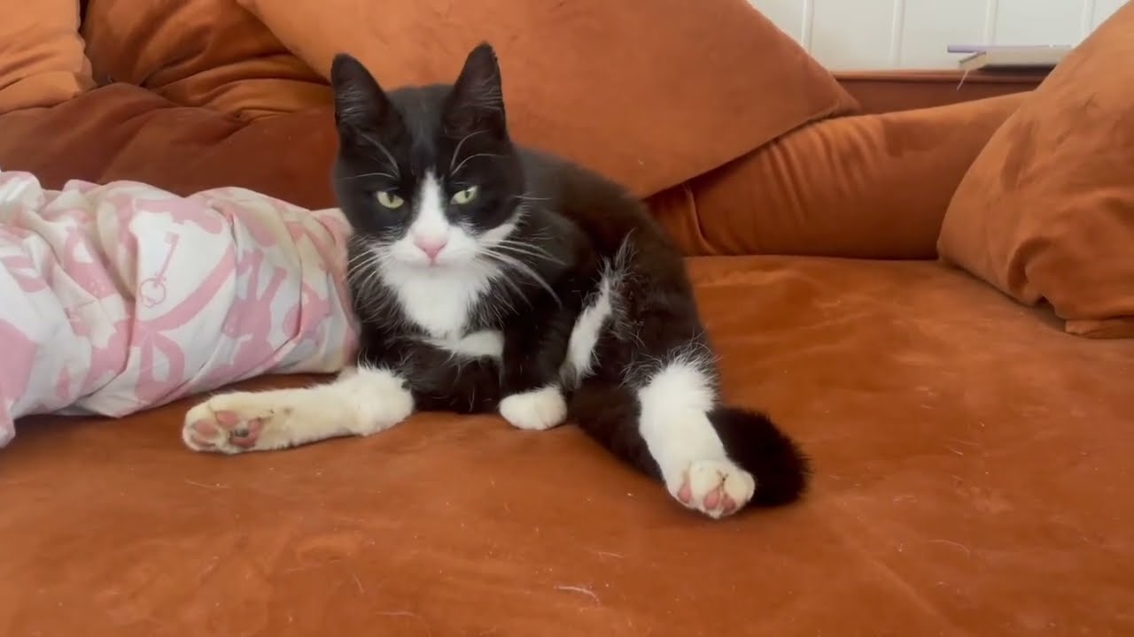 Cozy Cats & Funny Moments 🐾 Alva, Bueno, Lido & Olaf (15 Months Old)