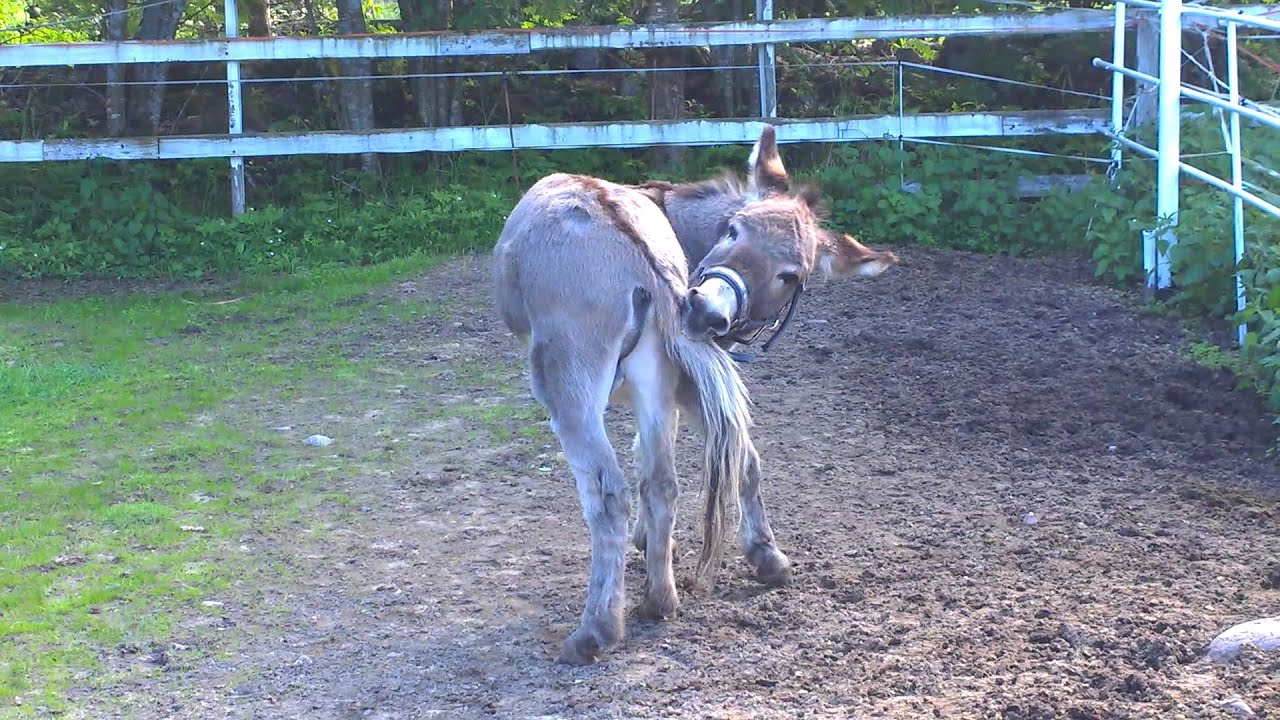 Funny video: donkey doing pirouettes by himself