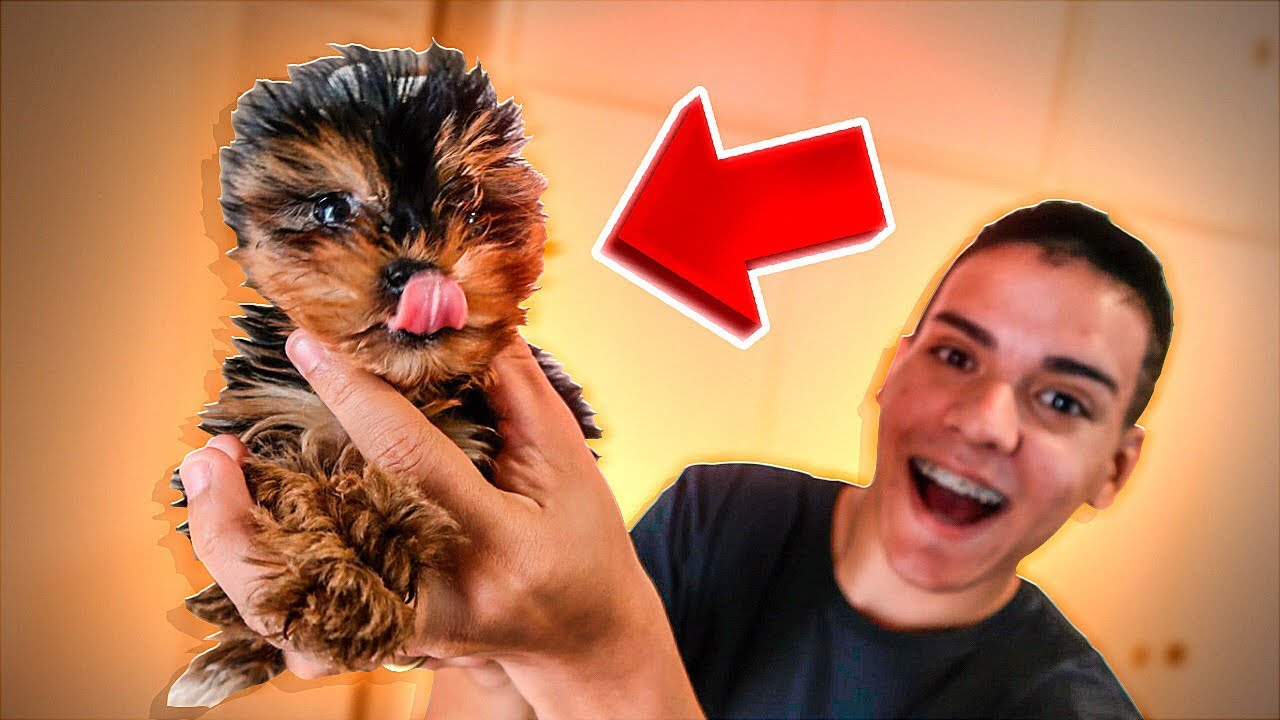 GANHEI UM CACHORRINHO BEBÊ !! - YorkShire