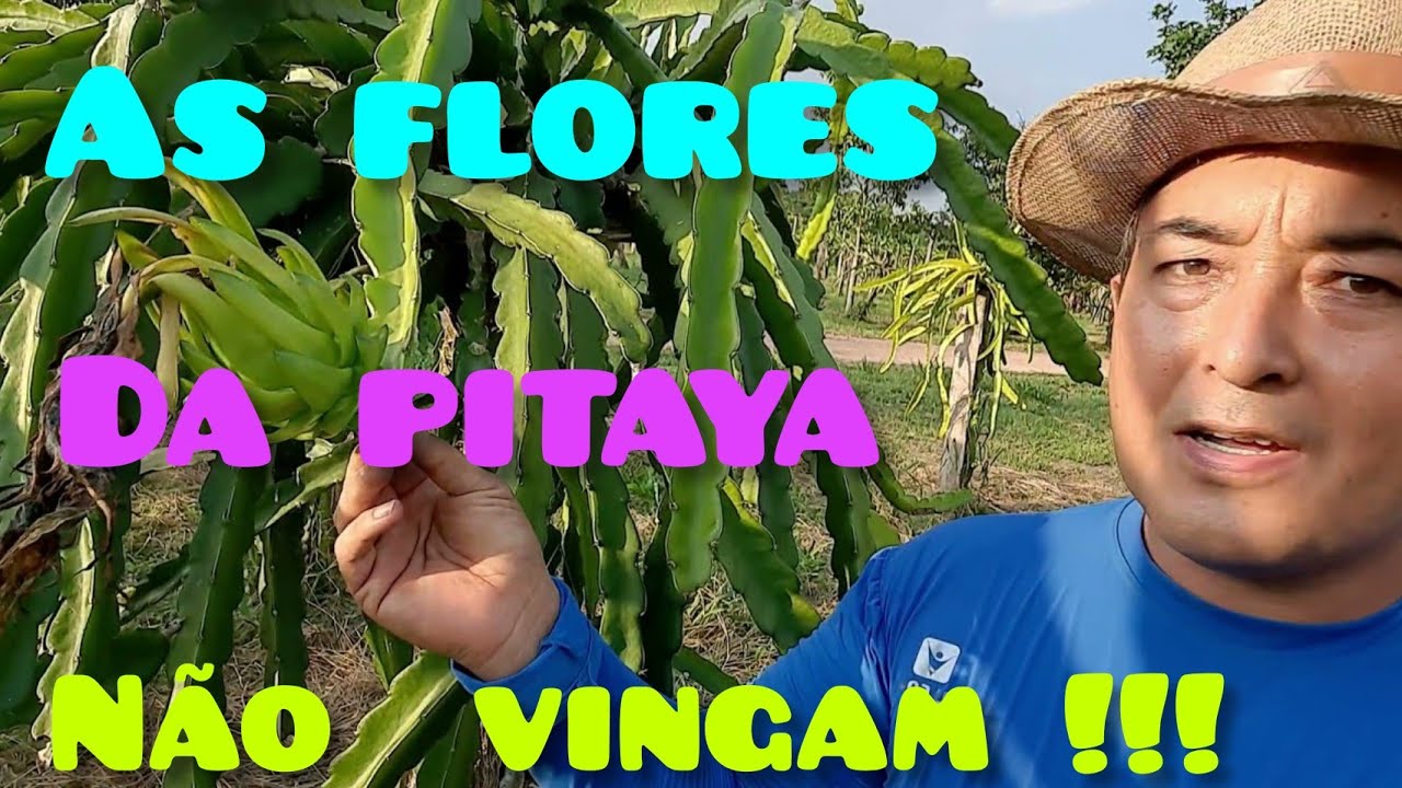 #sawadaresponde 06 - Porque as flores da pitaya não vingam - Pode apenas um pé de pitaya produzir ?