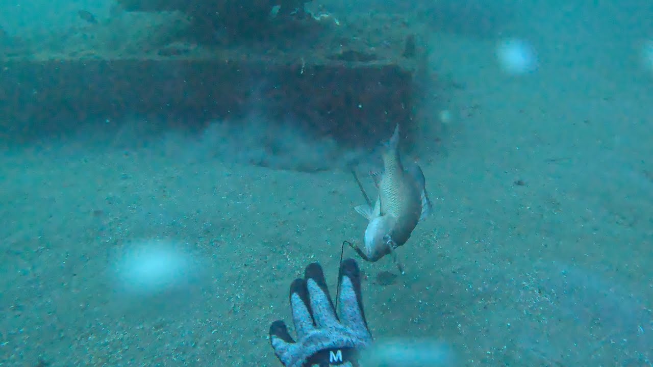 Spearfishing 54 feet deep on a Gheenoe Mangroves everywhere Scamp and Porgy Watch in 4K