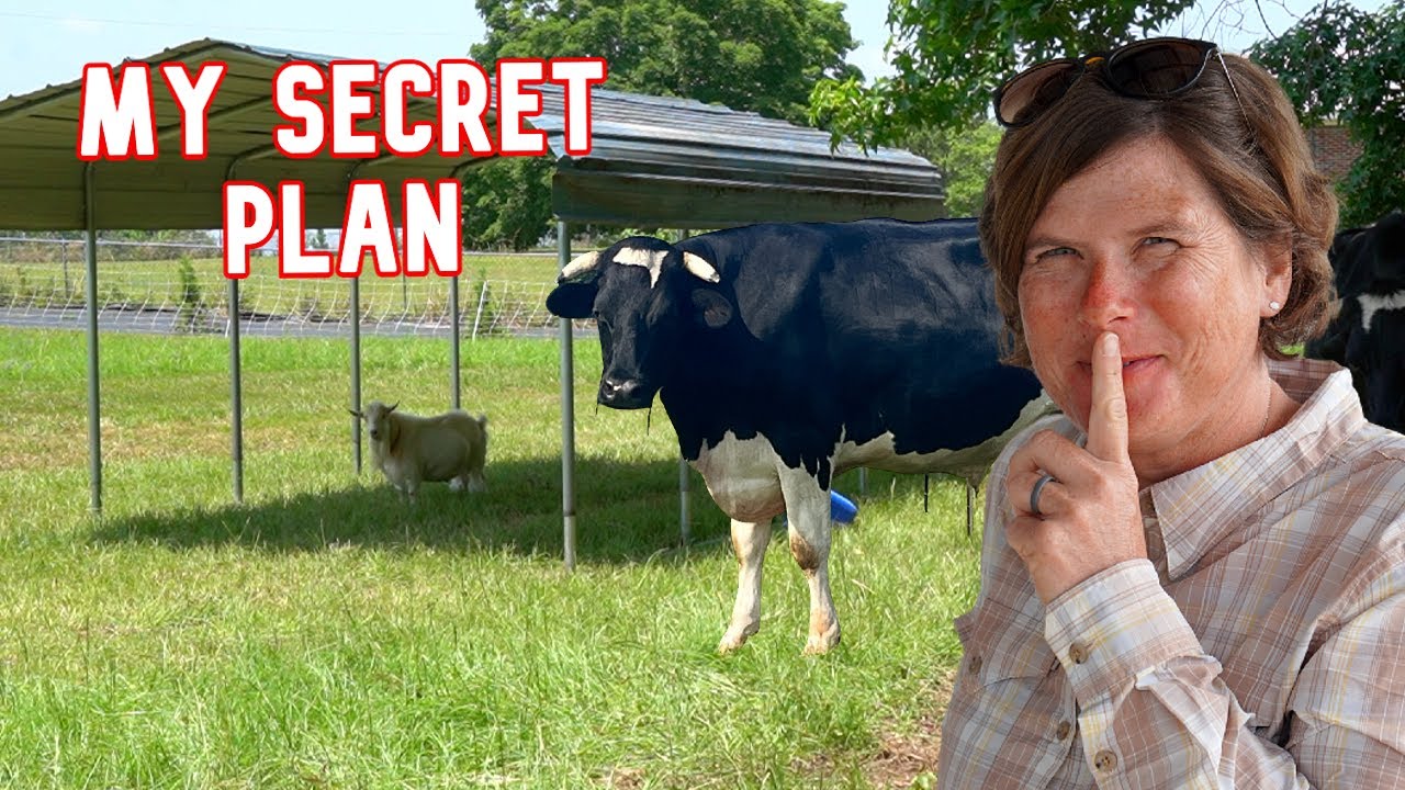 My Big Idea For This Shelter!