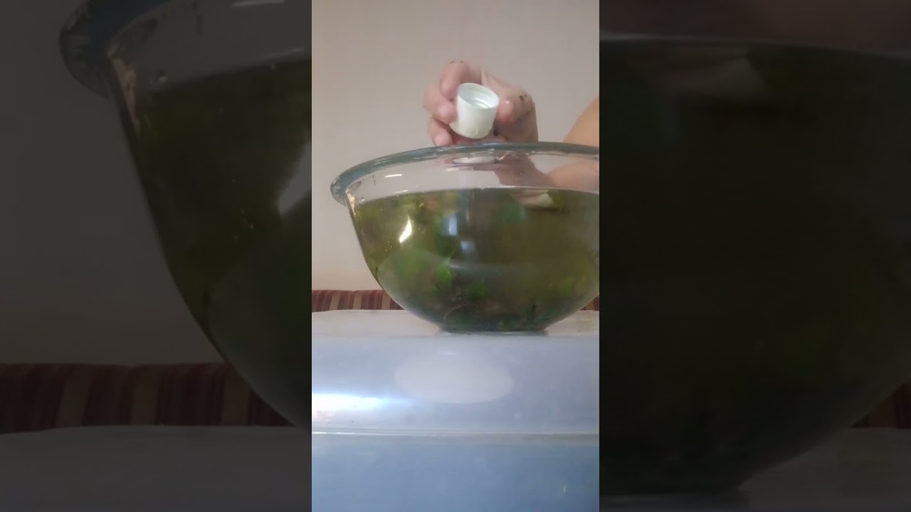 Banho pra destravar a sua vida abrir seu caminho