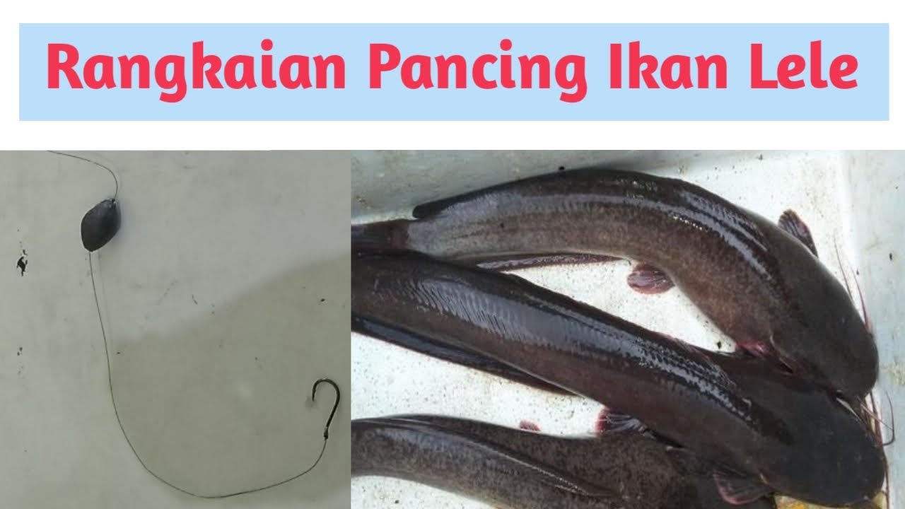 Terbukti...!!! Rangkaian Pancing Ikan Lele