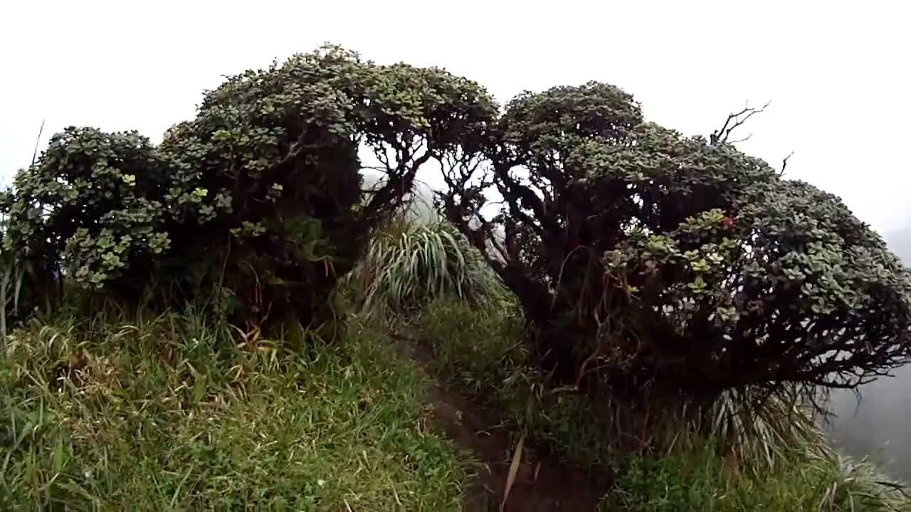Hawaii Hiking: Stairway to Heaven (The legal Back Way) GoPro POV