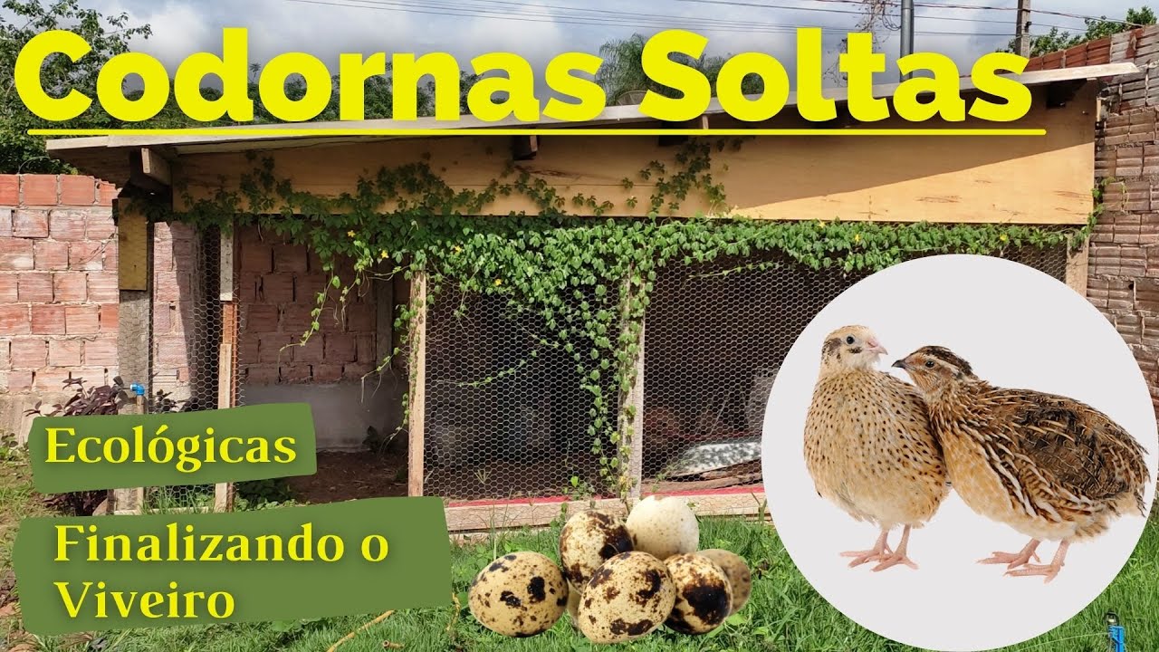Criação de Codornas soltas, ecológicas, Livre de gaiolas. Finalizando o viveiro.