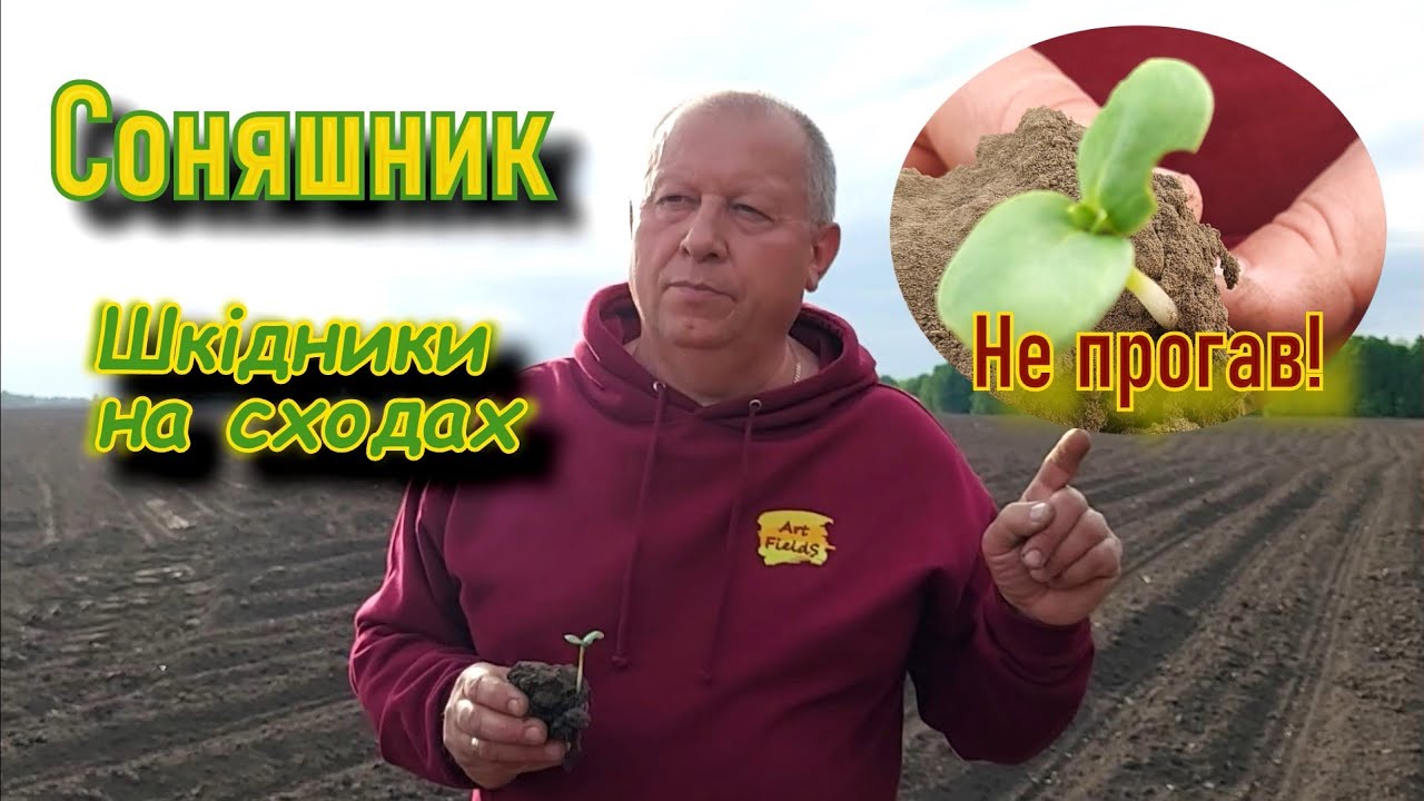 Соняшник. Шкідники на сходах. Не прогав!