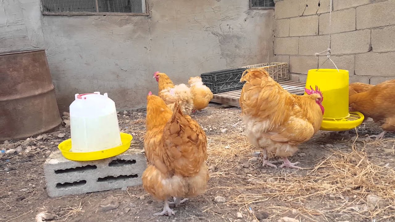 دجاج اوربنجتون Buff Orpington متوفر بمزرعة طيور ال