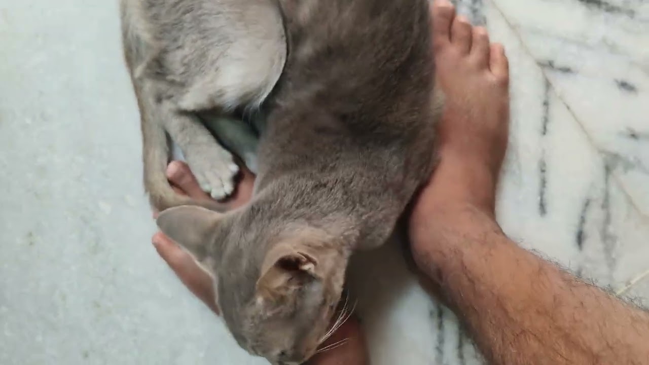 Cat on legs usually refers to a cat rubbing against your legs as a sign of affection greeting