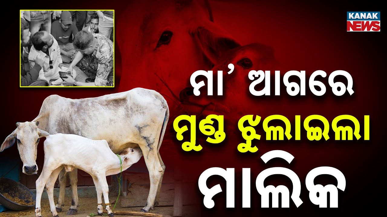 Special Report: Inhumanity Crossed All Limits! Greedy Cattle Owner’s Shameful Act
