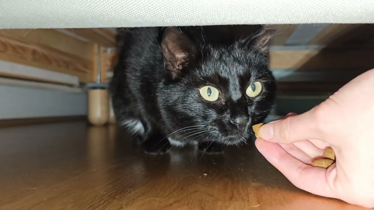 Bella's second day in our home | Shy cat in new home