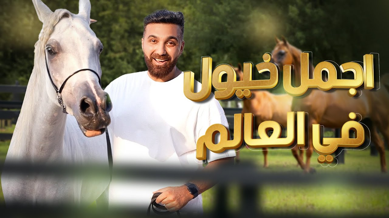 خيول في مصر سعرها يصل لملايين الدولارات 🤯🐎