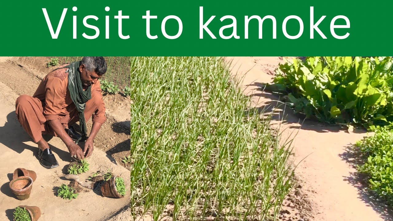 Home gardening of friend in Kamoke -Urdu/Hindi