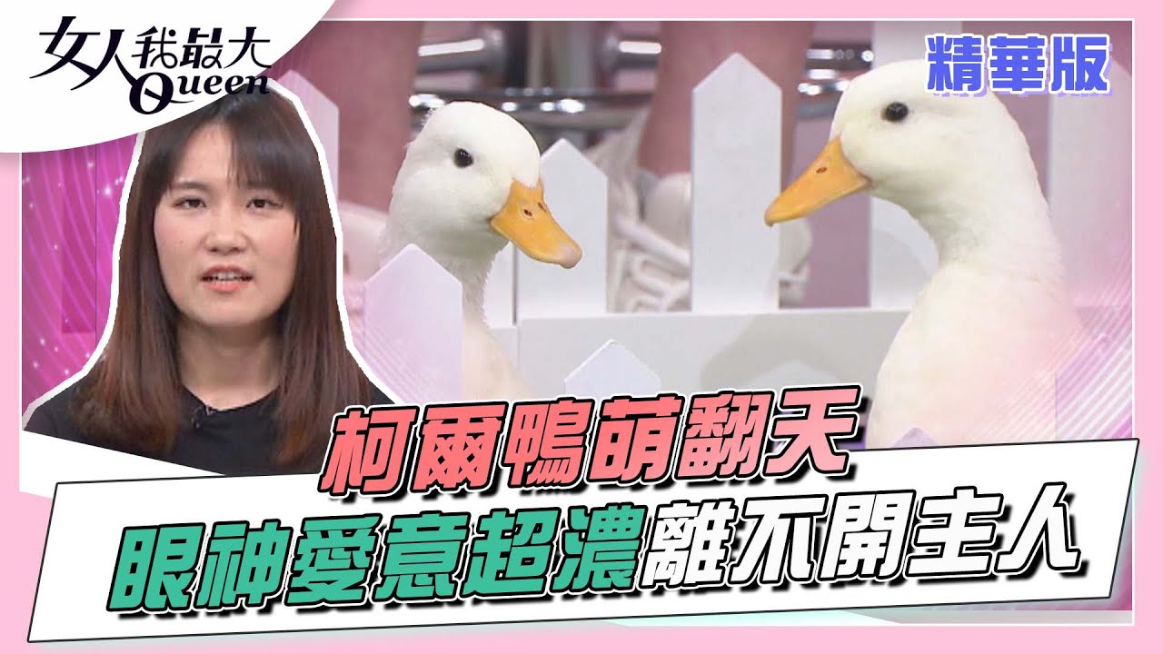 「柯爾鴨」萌翻天 眼神愛意超濃離不開主人！？ 女人我最大 20220414