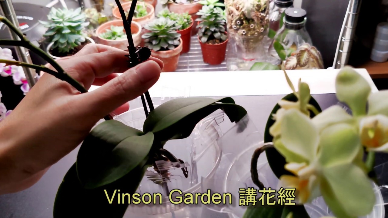 我怎麼會買了有問題的蘭花, 打開水苔根全爛的【Vinson Garden 講花經】