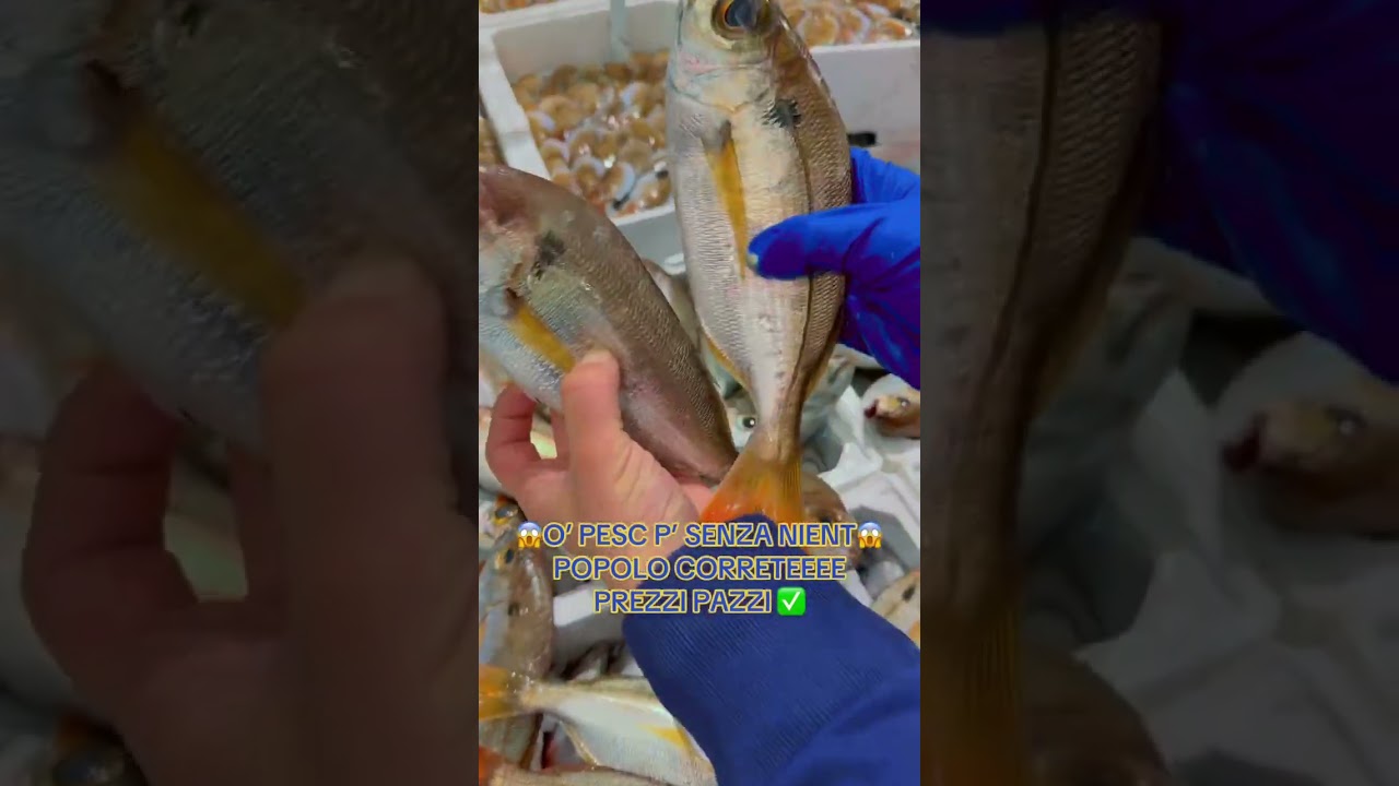 😱O’ PESC P’ SENZA NIENT😱POPOLO CORRETEEEEPREZZI PAZZI ✅#viralvideos #perteeee #idiamantidelmar