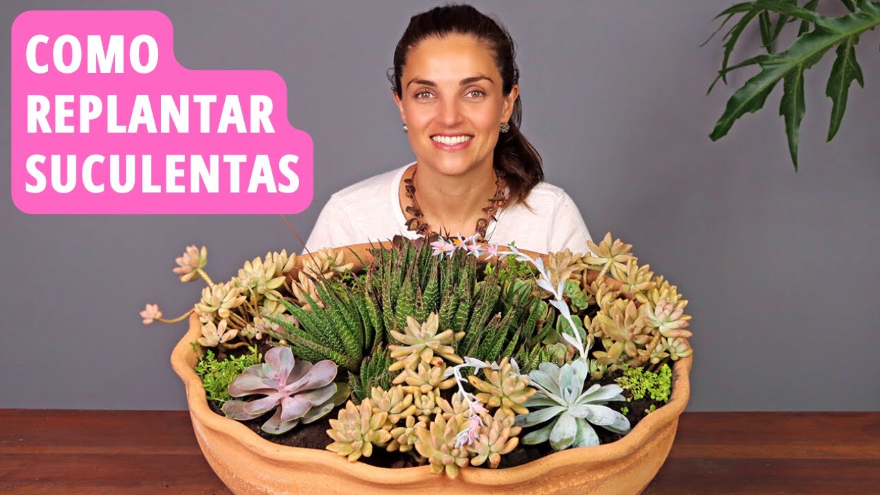 COMO REPLANTAR SUCULENTAS 👩🏼‍🌾🌱💚