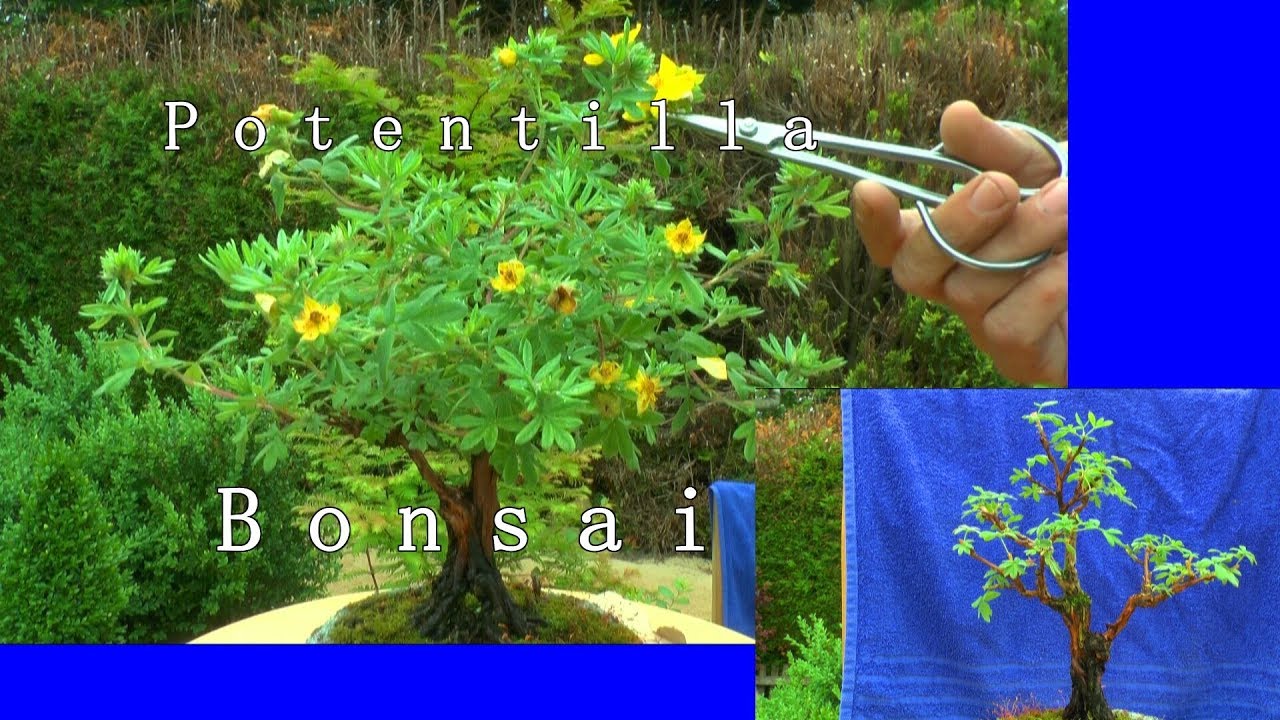 Bonsai Potentilla trimmen schneiden Anfang Juni