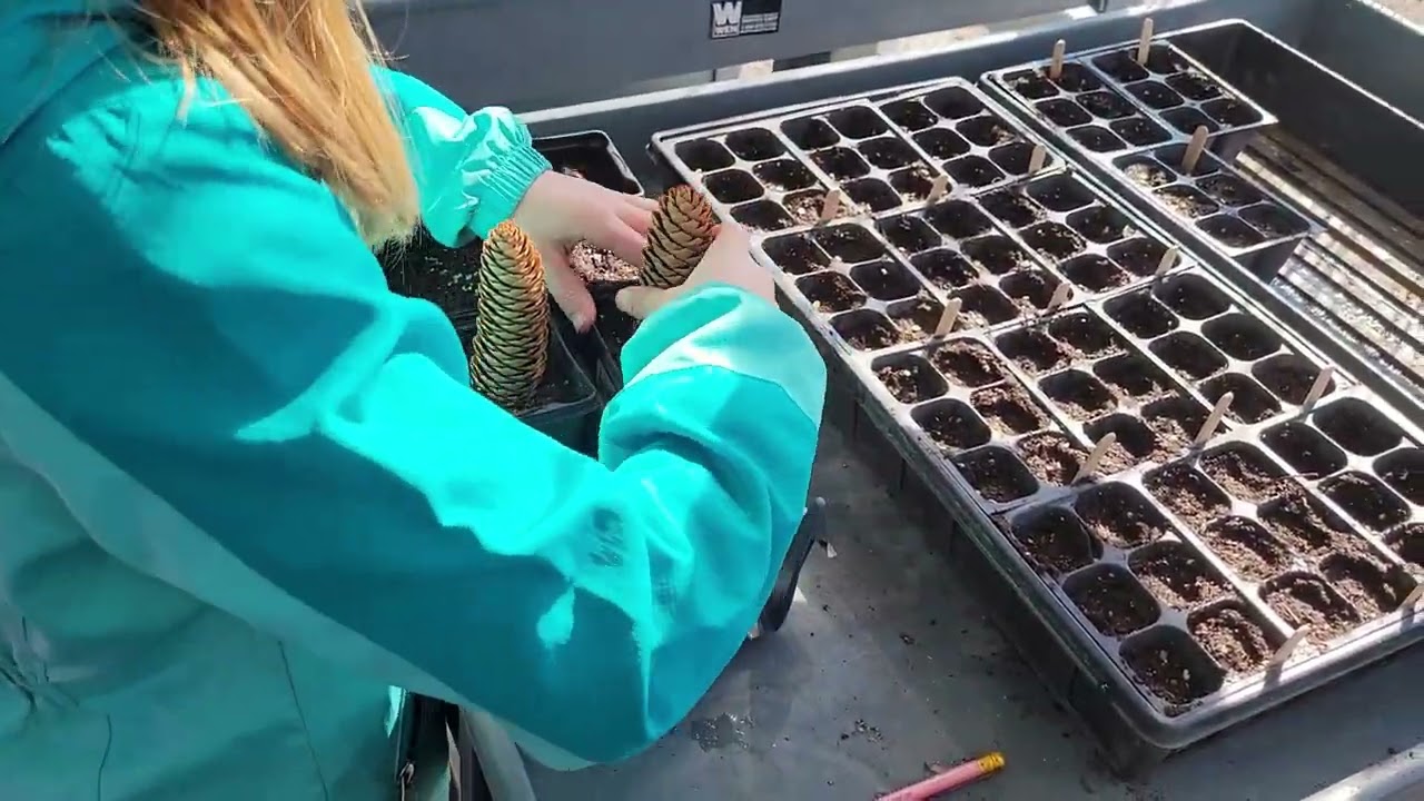 Starting Up the Greenhouse Seeds for Spring