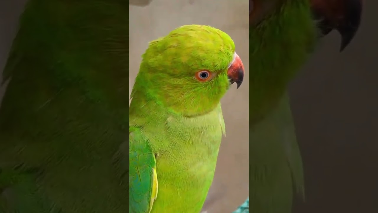 #parrot #birddogtv #shortvideo #birds #dogtv #animaldog #talkingparrot #dogstv333 #funny