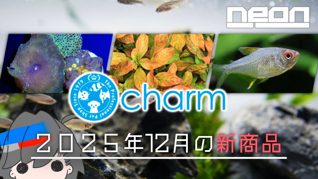【ne0nが選ぶ！charm12月新商品】ブセファランドラとフラグサンゴが大量入荷！今年最後のまとめ動画【 ne0n 】 #アクアリウム