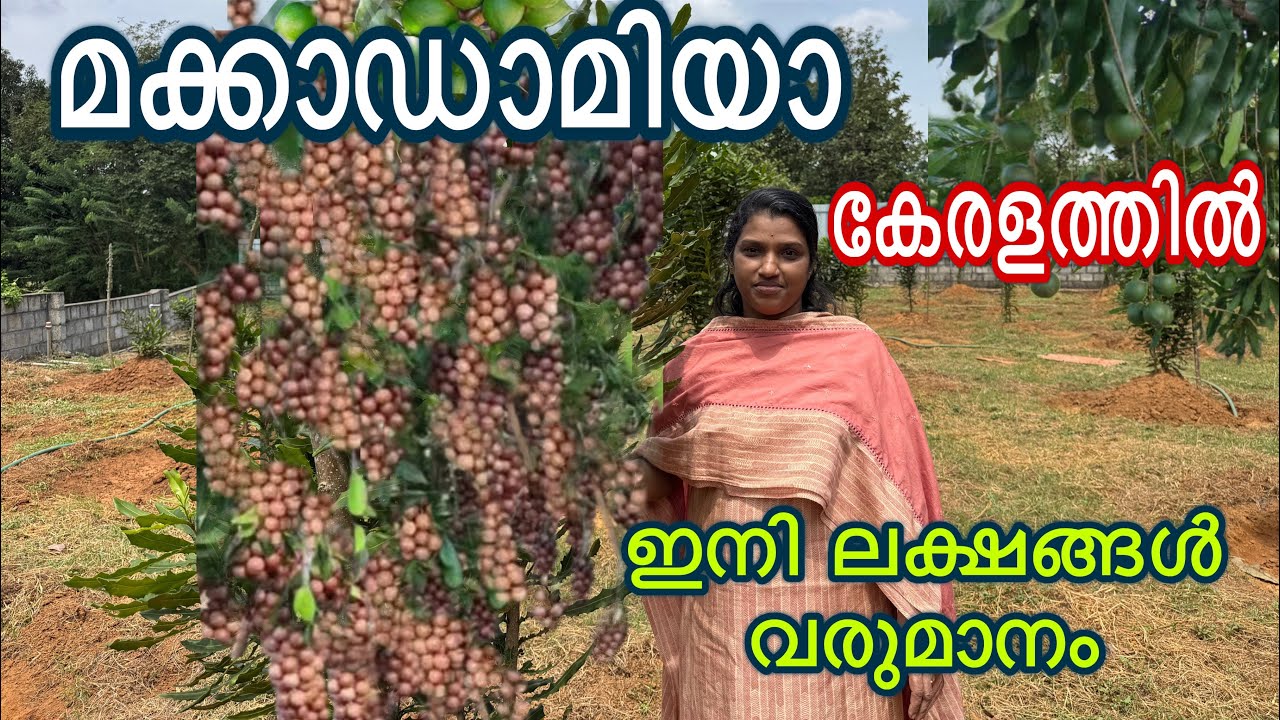 വിലകൂടിയ ഈ ഫ്രൂട്ട് കേരളത്തിൽ അത്ഭുത വിളവ്. പണപ്പെട്ടി നിറക്കുന്ന ഫ്രൂട്ട് Macadamia farming kerala 
