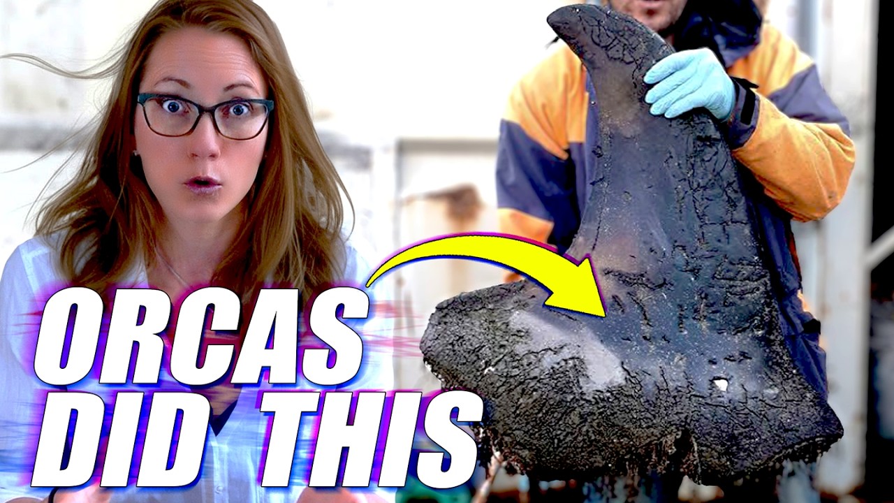 Косатки напали на другую косатку... И разгадали тайну, длившуюся десятилетиями.