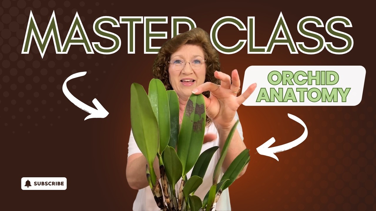 MASTER CLASS/Orchid Anatomy Simplified: Identifying the Parts of an Orchid Plant