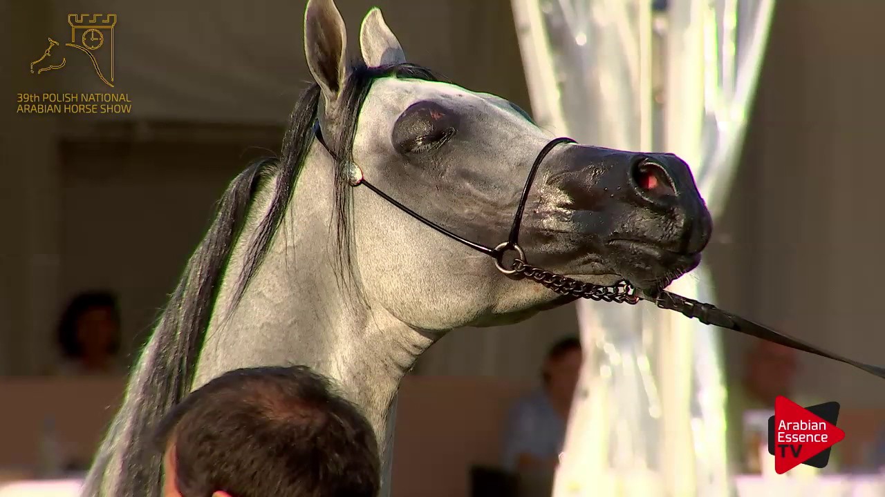 N.98 EMARC - 2017 Pride Of Poland - 7 Years Old and Older Stallions (Class 11)