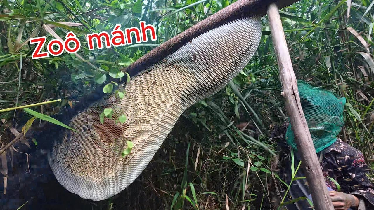 Lấy Ong Kèo Rừng Minh - Ký Sự Rừng U Minh Hạ - Tập 12