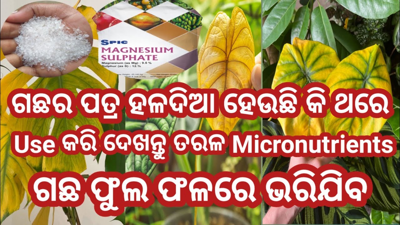 🌱Epsom Salt for Plants–Secret to Healthy Growth 🌸 #magnesiumsulfate  #garderningtips #flowergarden