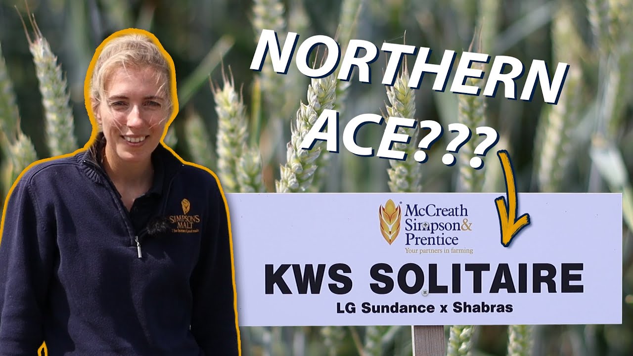KWS Solitaire Winter Wheat: High-Yield Soft Wheat & Top Group 3 Performer