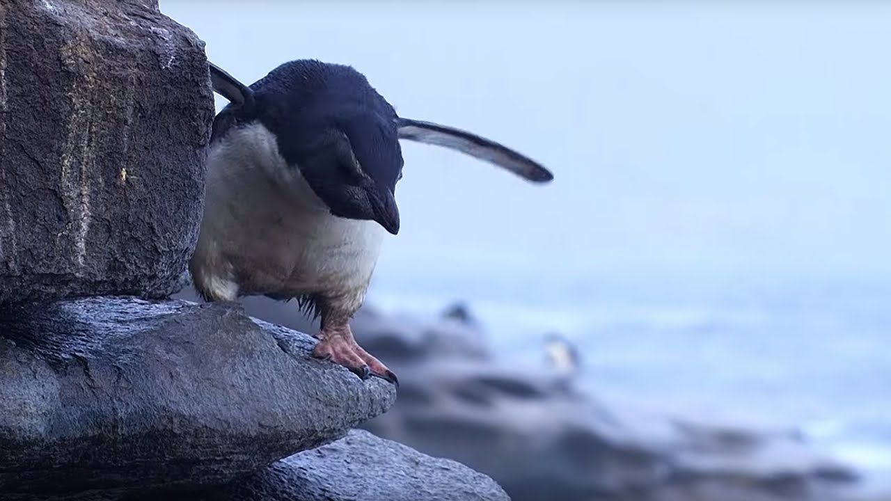Чудесное спасение и первый заплыв птенца пингвина | BBC Earth