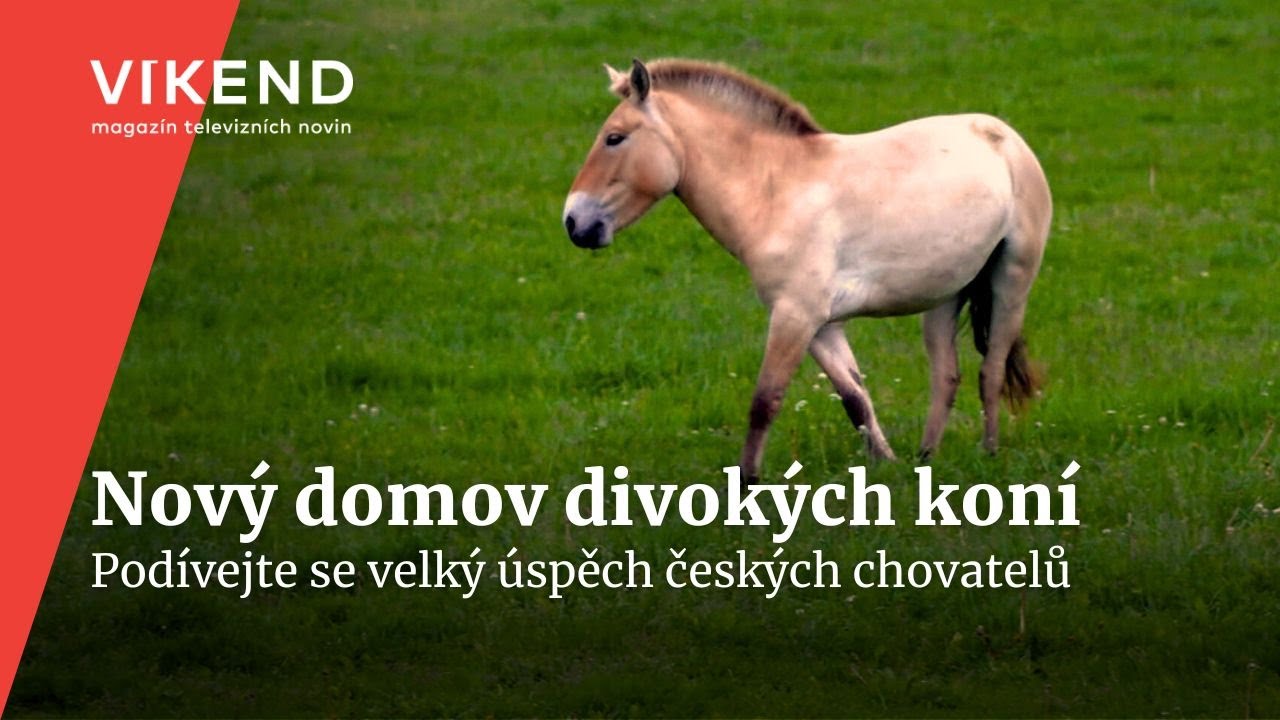 Návrat koně Převalského ze @zoopraha do kazašských stepí | Víkend