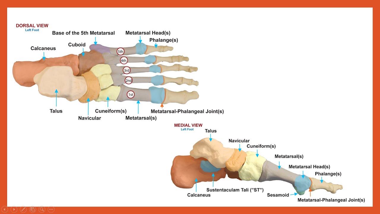 ossa pedis (ayak kemiklerimiz)