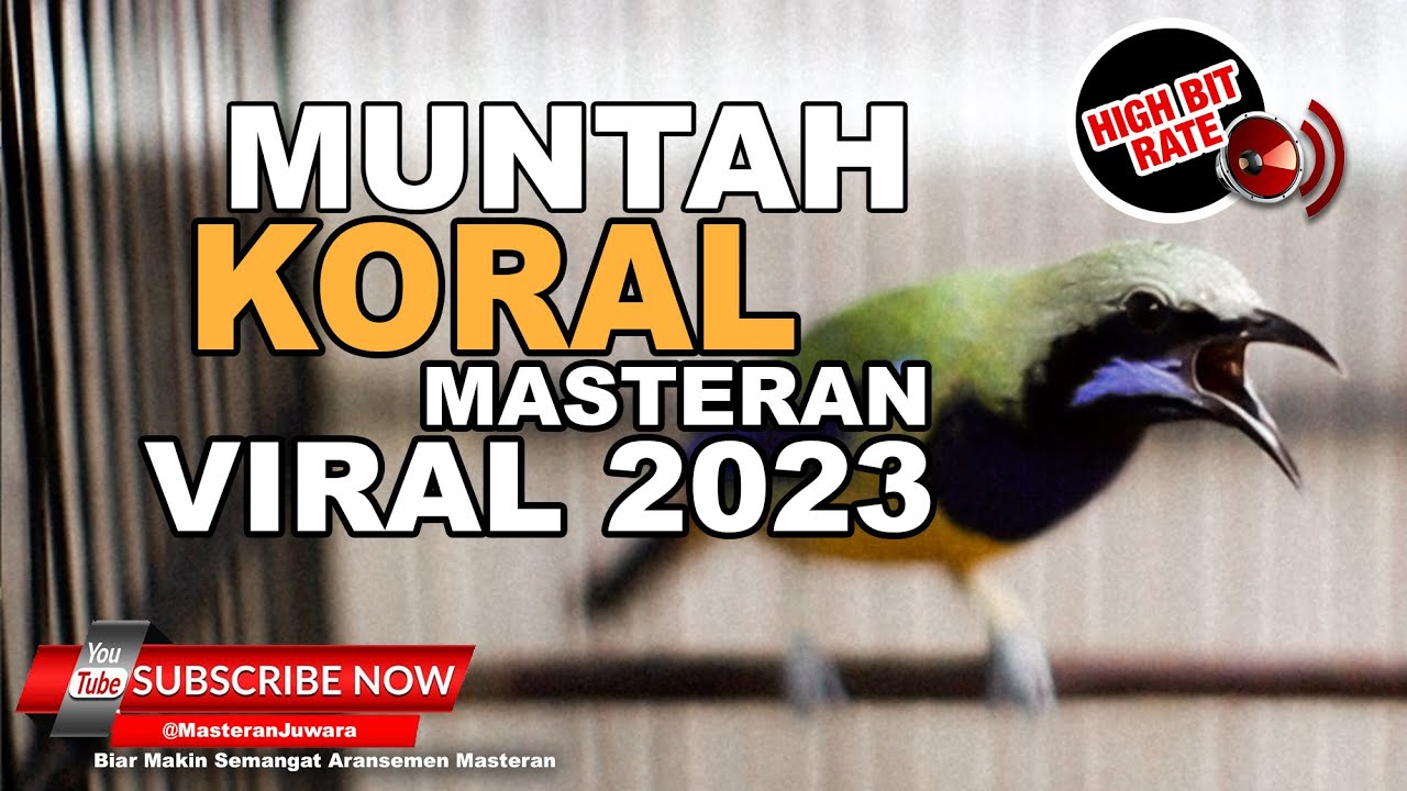 🔴 FREE DOWNLOAD❗️ Masteran Handal Cucak Cungkok Audio Jernih