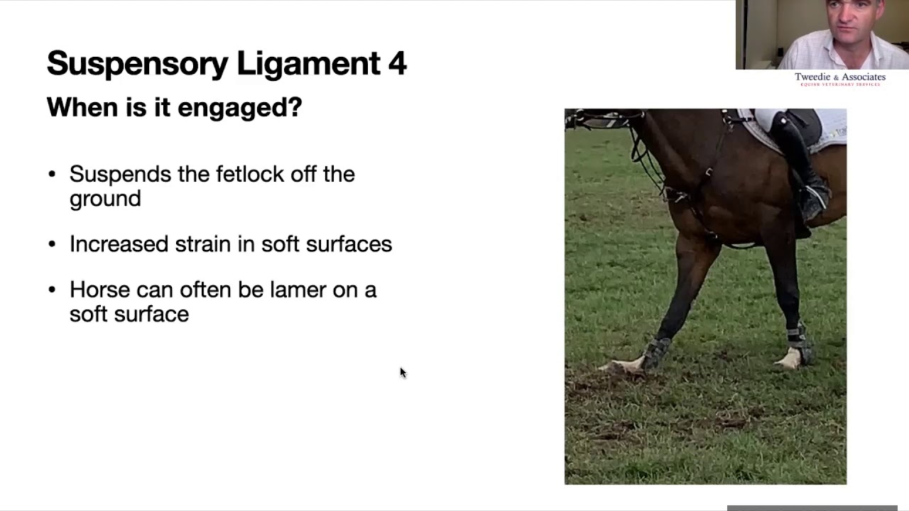 Tendon Injury and rehab Part 2