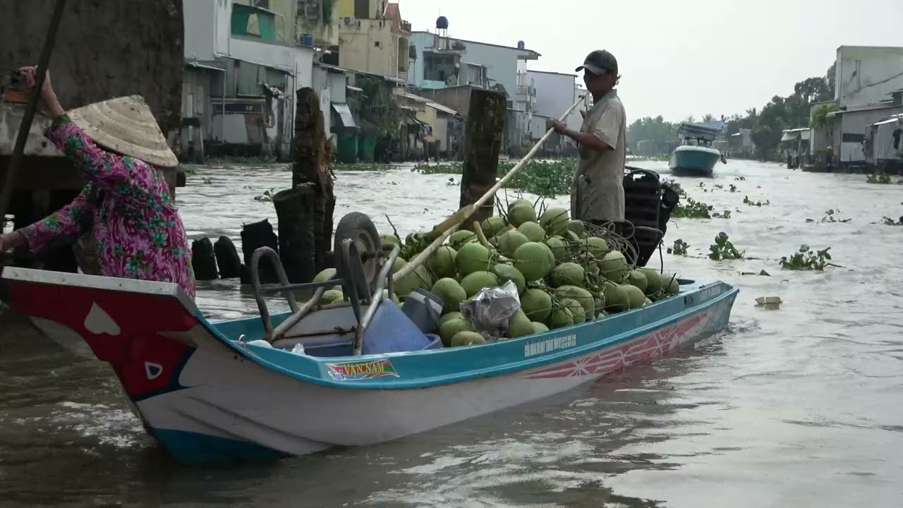 boats selling coconuts/ Hai vợ chồng lớn tuổi vất vả bán dừa kiếm sống trên sông nhỏ