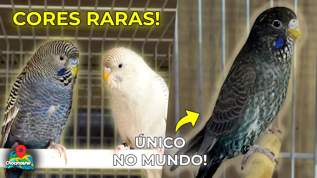 Periquito NEGRO Mutações ÚNICAS no MUNDO! Você Precisa Ver Essas Cores! - Chocmaster Visita
