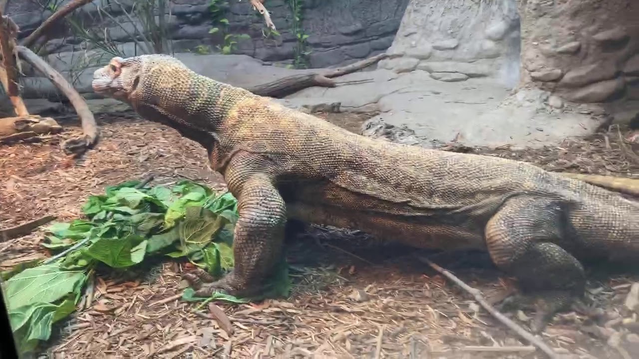 Home Safari - Komodo dragon - Cincinnati Zoo